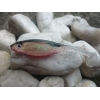 GRUBBY SHAD 6cm RED GHOST