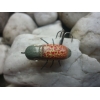 Hunter Insect 2,6 cm