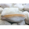 KEITECH CUSTOM LEECH 3''/7,6cm - LT07 BLUE WATERMELON
