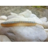 KEITECH SEXY IMPACT 2,8''/7,1cm 434 BLUE BLACK CINNAMON