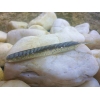 KEITECH SEXY IMPACT 2,8''/7,1cm LT19 REAL BAITFISH