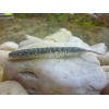 KEITECH SEXY IMPACT 2,8''/7,1cm LT19 REAL BAITFISH
