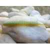 KEITECH SEXY IMPACT 2,8''/7,1cm LT24 ICE WATERMELON