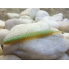 KEITECH SEXY IMPACT 2,8''/7,1cm LT24 ICE WATERMELON