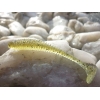 KEITECH SWING IMPACT 3''/7,6cm 320 SILVER SHAD