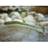 KEITECH SWING IMPACT 416 SILVER FLASH MINNOW