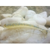 KEITECH SWING IMPACT 2'/5,1cm 418 BLUEGILL FLASH