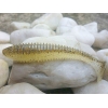 KEITECH SWING IMPACT FAT  417 GOLD FLASH MINNOW