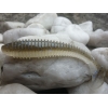 KEITECH SWING IMPACT FAT  440 ELECTRIC SHAD