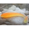 KEITECH SWING IMPACT FAT LT08 ORANGE RAINBOW