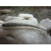 KEITECH SWING IMPACT 2,5''/6,4cm LT19 REAL BAITFISH