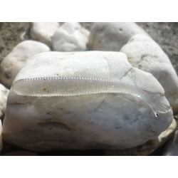 Bait Breath, Fish Tail, kolor: 718