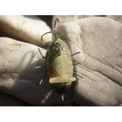HUNTER BROMBA 3,5 cm